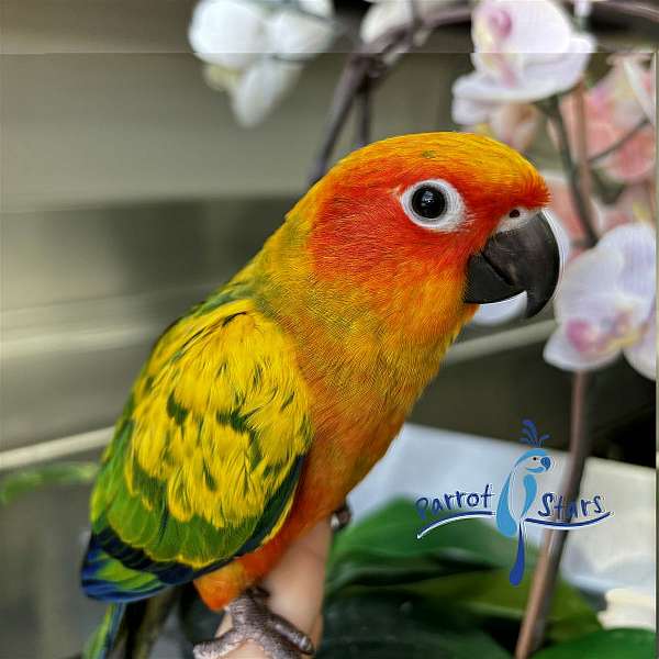 sun-conure-for-sale