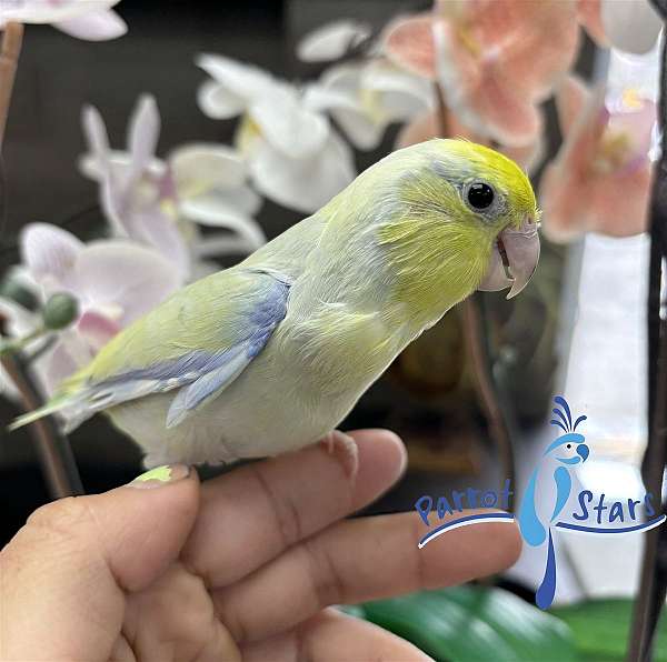 pacific-parrotlet-for-sale