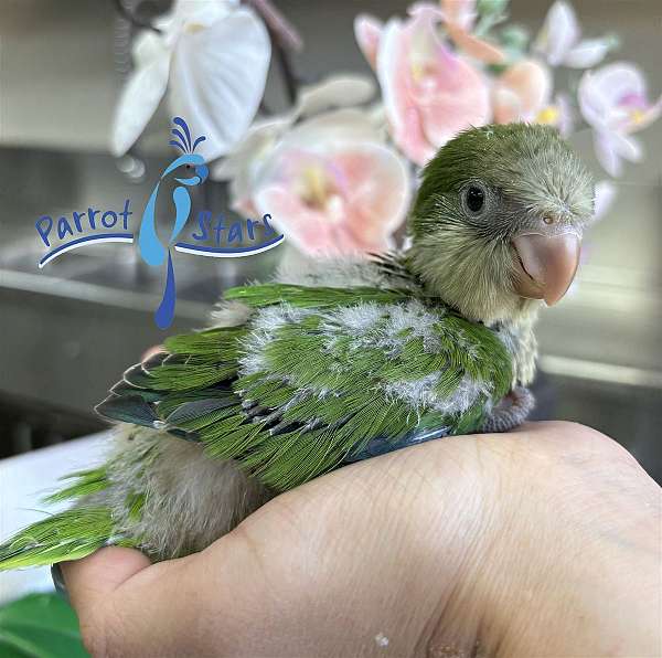 quaker-parrots-for-sale