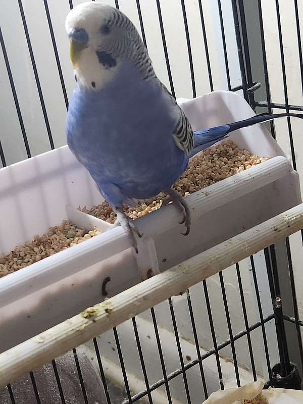 lilac-bird-for-sale-in-painesville-oh