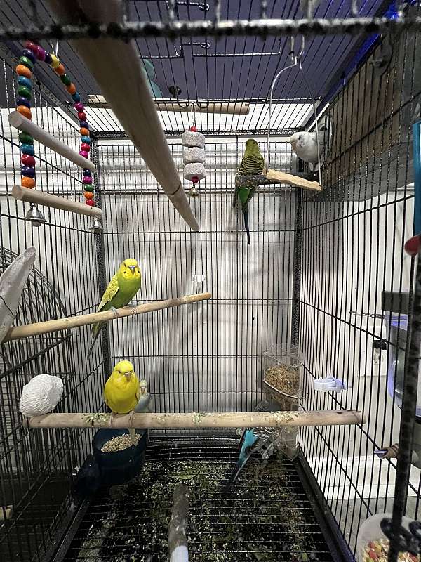 parakeet-for-sale