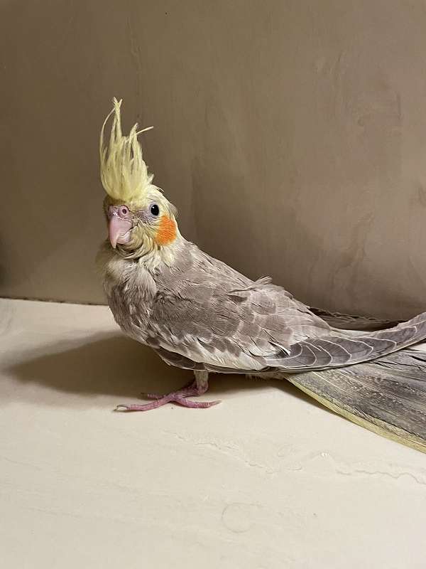 cockatiel-for-sale-in-carencro-la