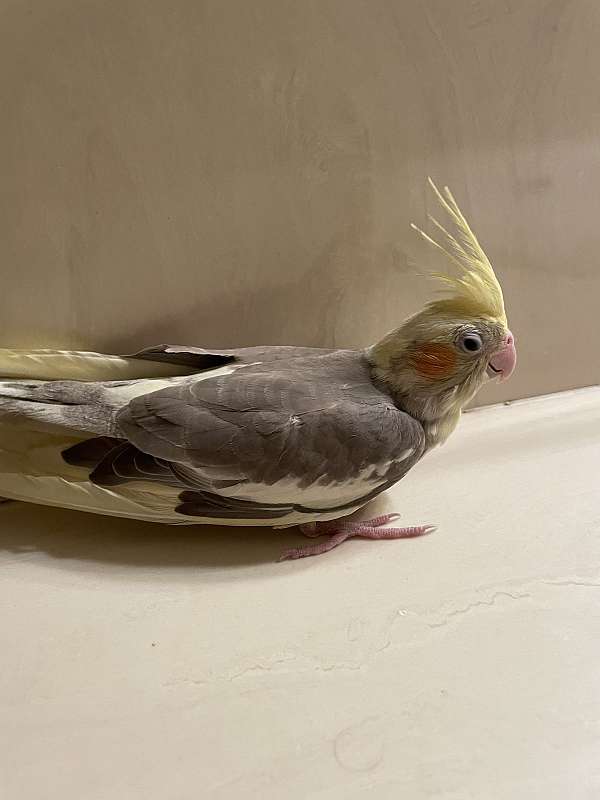 cockatiel-for-sale