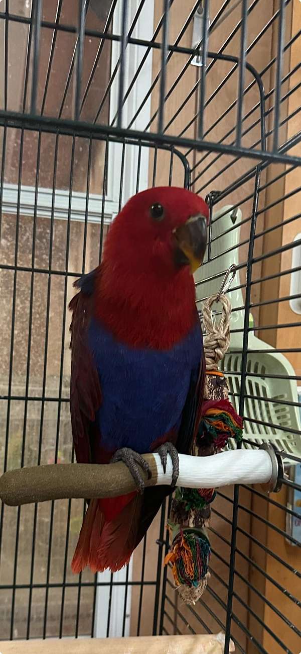 solomon-island-eclectus-parrots-for-sale