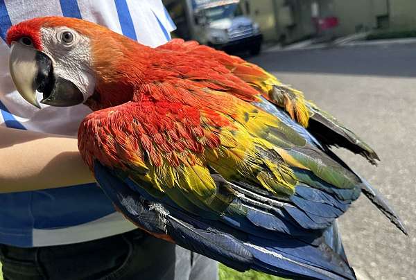 macaw-scarlet-macaw-for-sale-in-fleming-island-fl