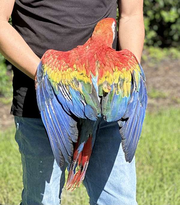 scarlet-macaw-for-sale