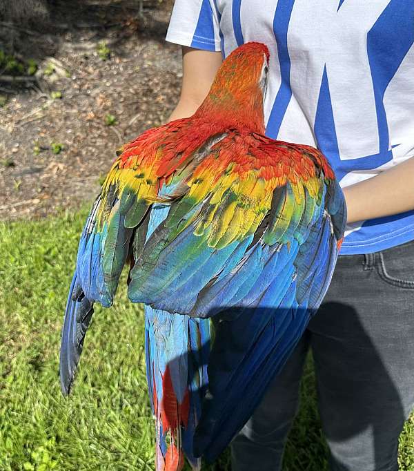 scarlet-scarlet-macaw-for-sale