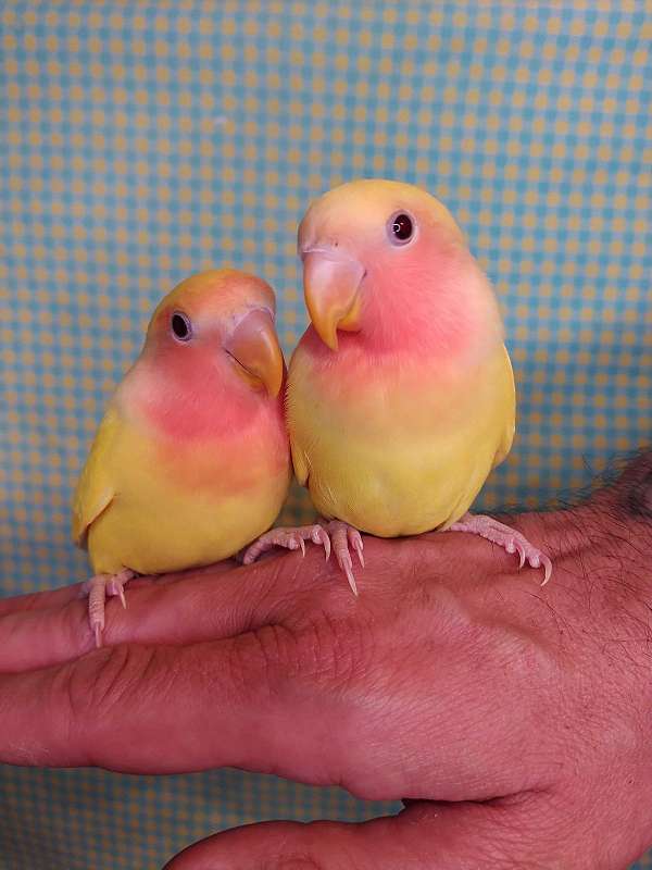 lovebird-for-sale