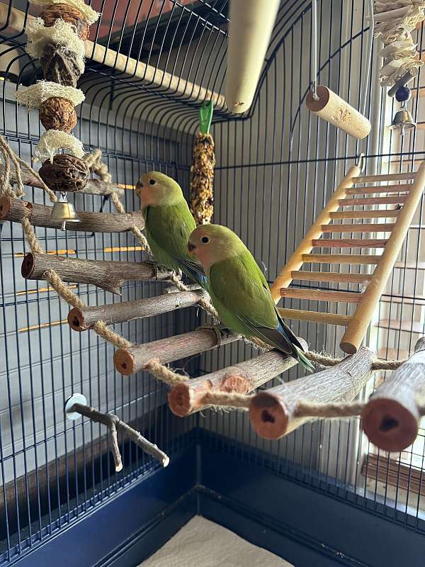 lovebird-for-sale