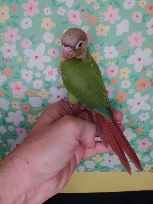 conure-for-sale