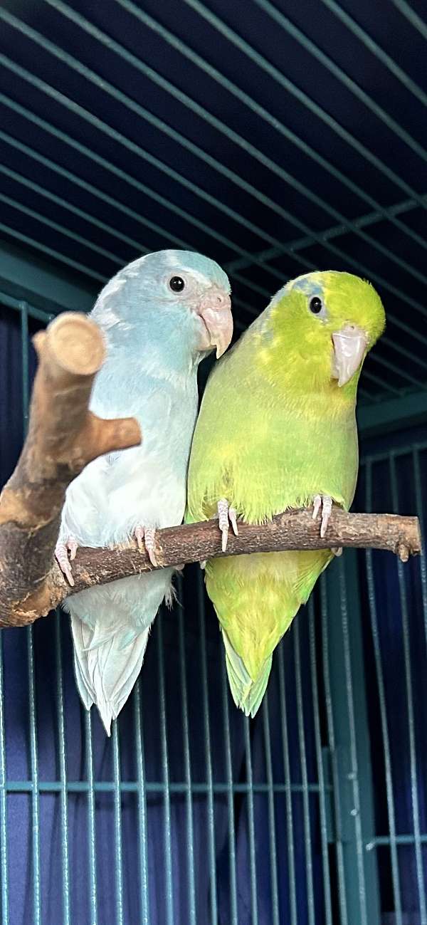 bonded-pair-pet-parrotlet-for-sale