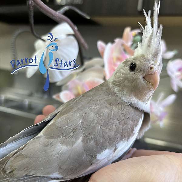 cockatiel-for-sale