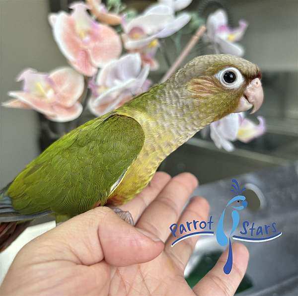 green-cheek-conure-for-sale