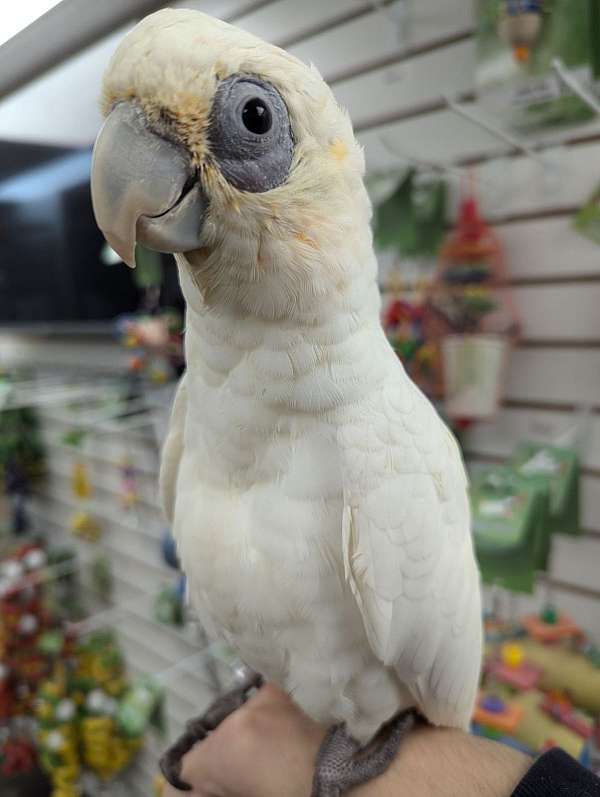 goffin-cockatoo-for-sale