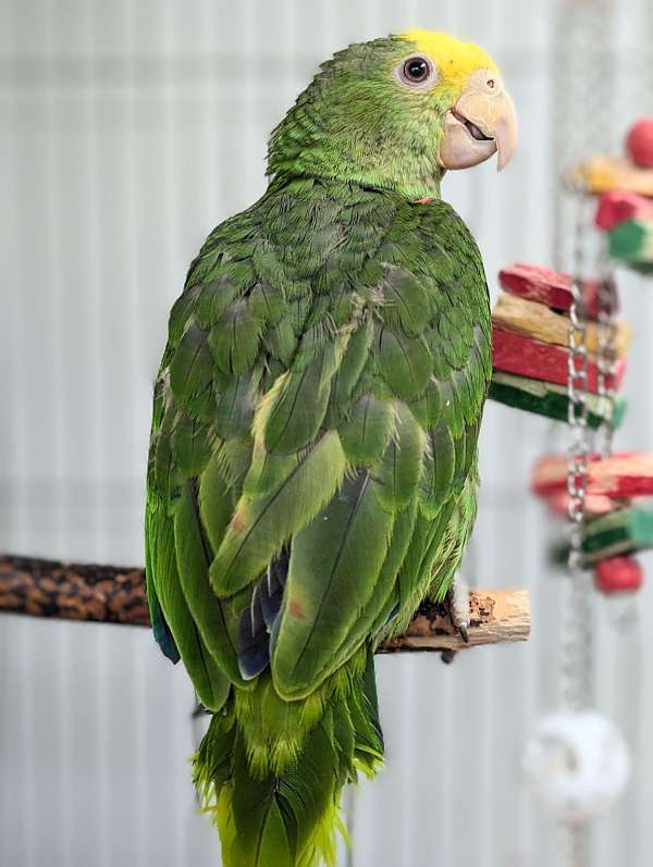 double-yellow-head-amazon-parrot-for-sale