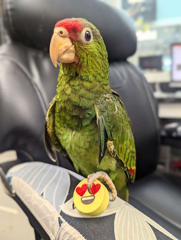 red-head-amazon-parrot-for-sale