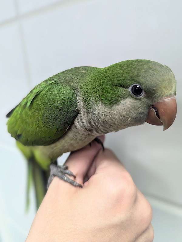 quaker-parrots-for-sale