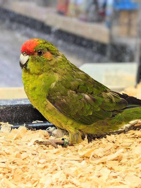 grass-parakeet-for-sale