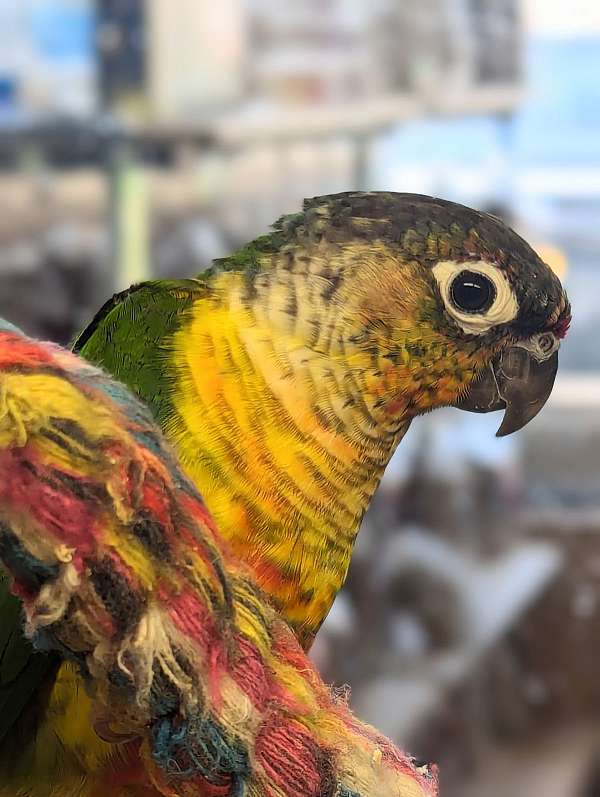 green-cheek-conure-for-sale