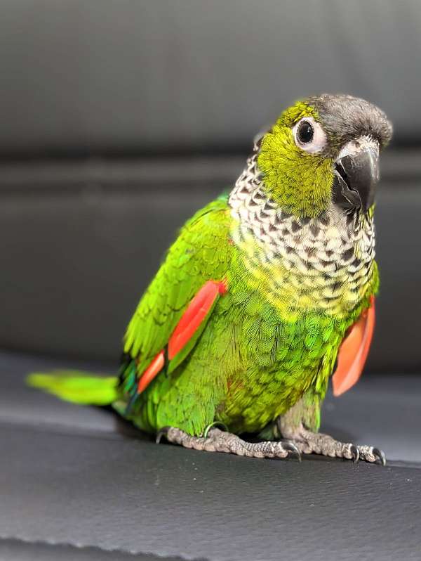 black-capped-conure-for-sale