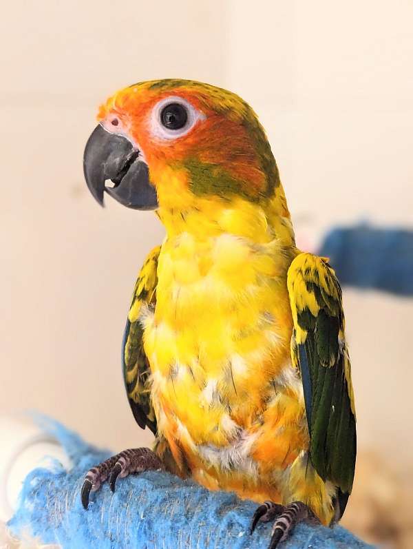 sun-conure-for-sale