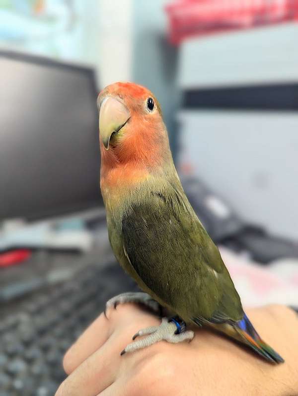 peach-faced-lovebird-for-sale