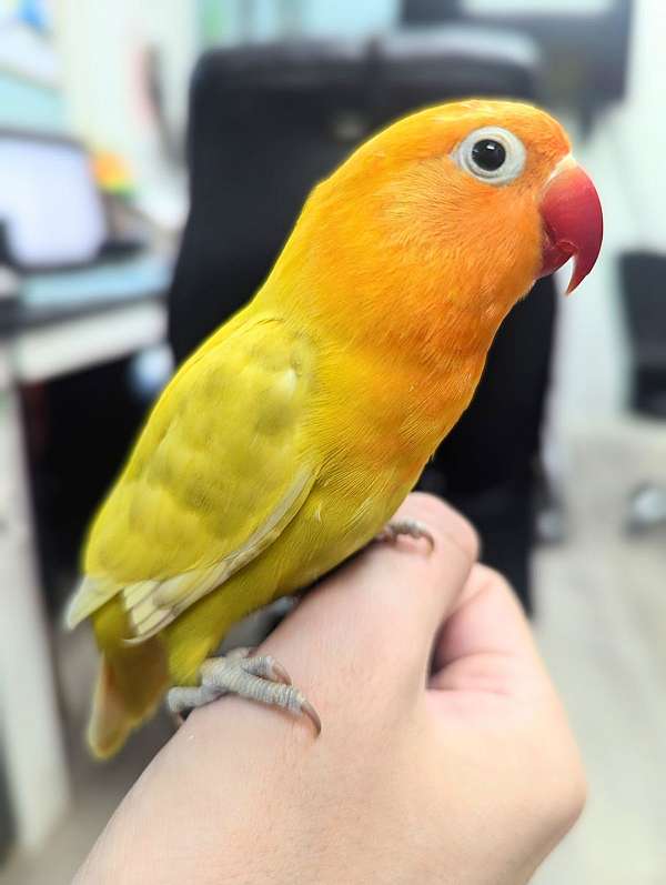 fischers-lovebird-for-sale