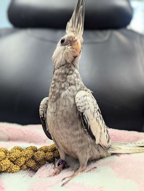 cockatiel-for-sale