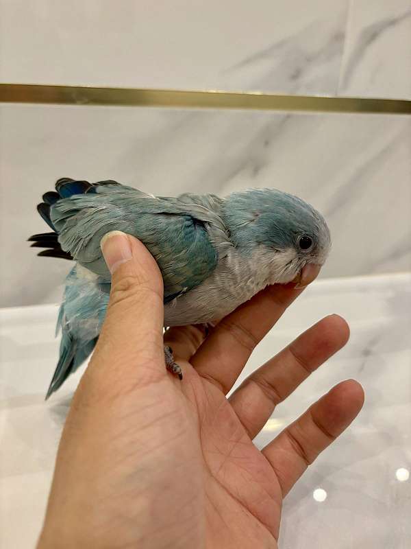 blue-opaline-bird-for-sale-in-whitestone-ny