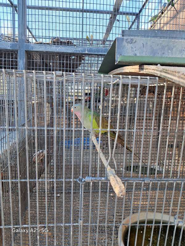 baby-princess-of-wales-parakeet-for-sale