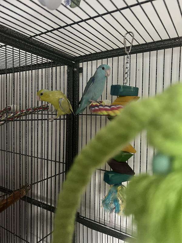 parrotlet-for-sale