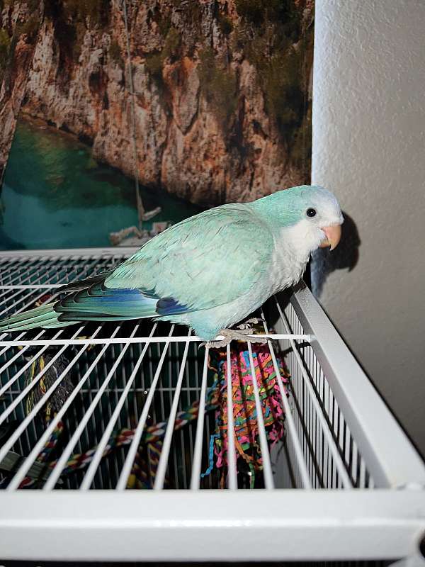 quaker-parrots-for-sale-in-tucson-az