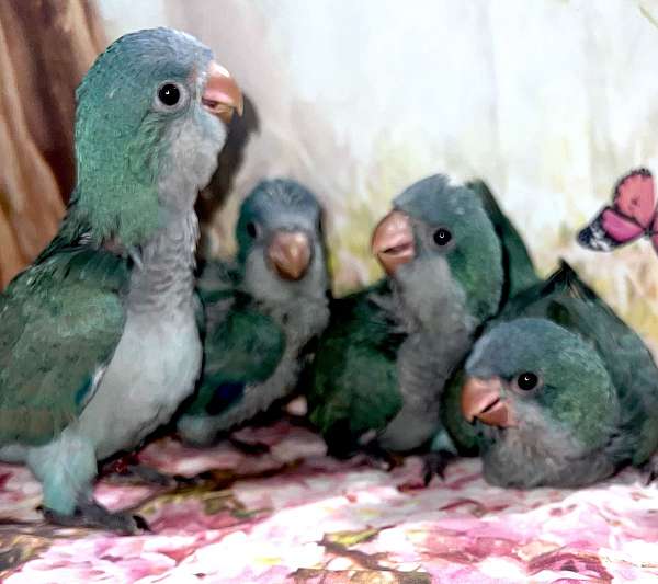 female-bird-for-sale-in-tucson-az