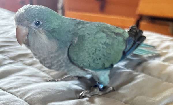 blue-quaker-parrots-for-sale