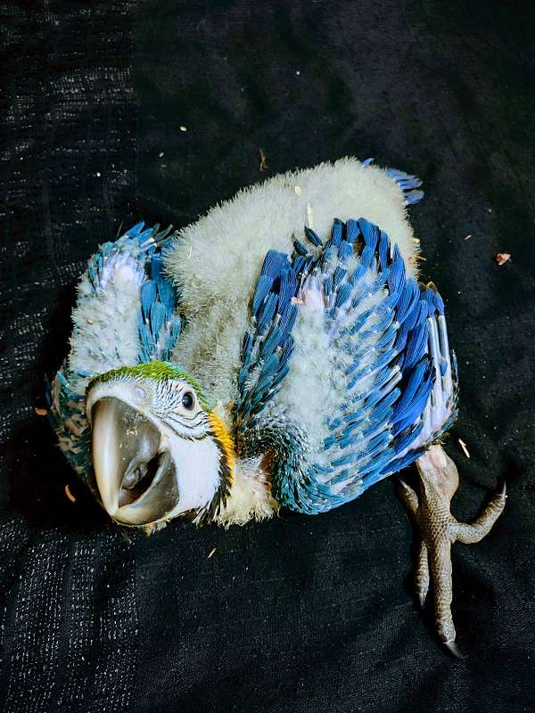 blue-gold-macaw-for-sale