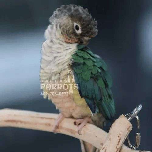 conure-for-sale