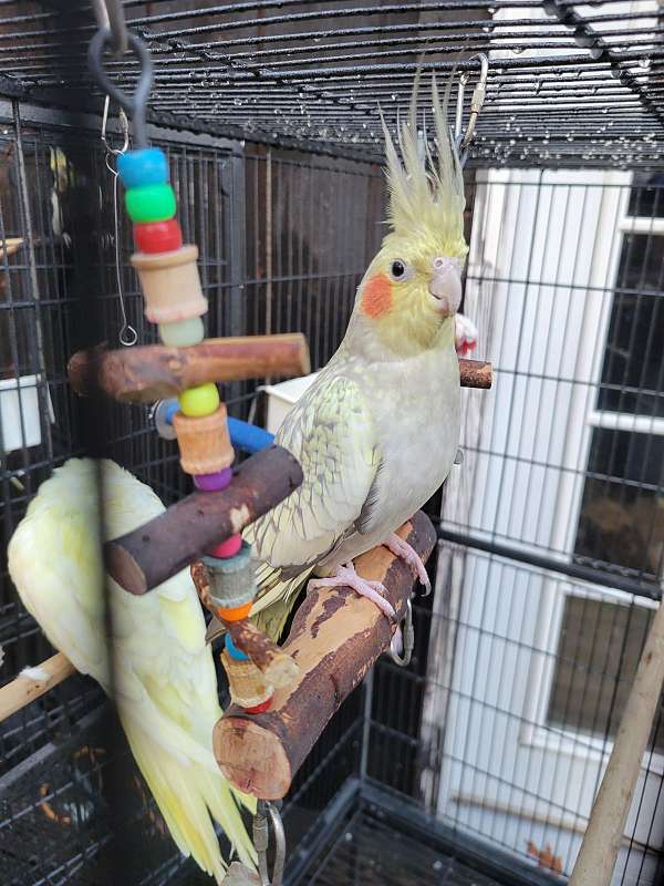 adult-bird-for-sale-in-effort-pa