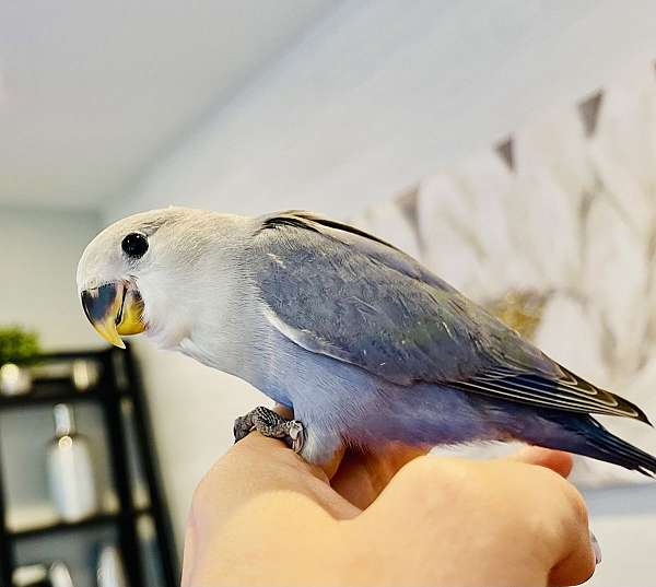 bird-adoption-in-connecticut