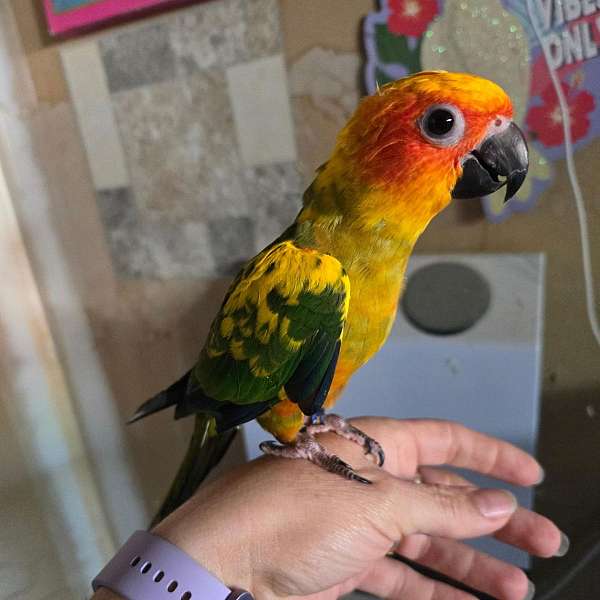 sun-conure-for-sale