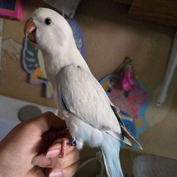 quaker-parrots-for-sale