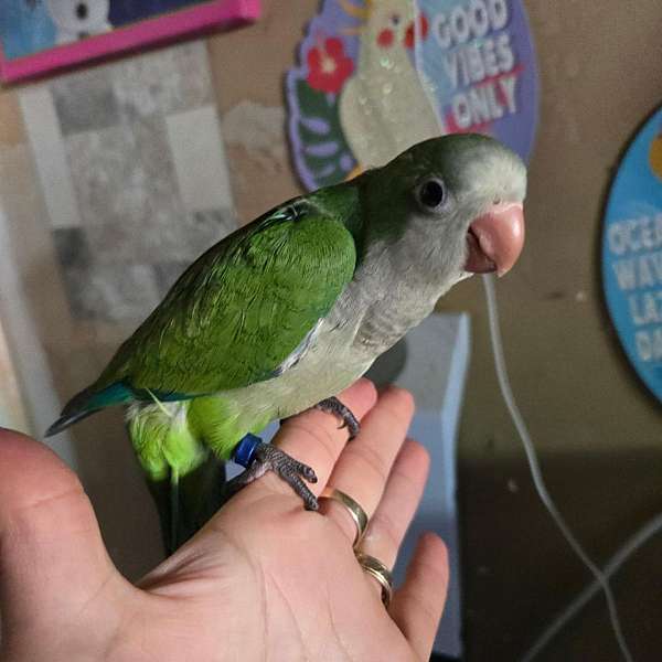 quaker-parrots-for-sale