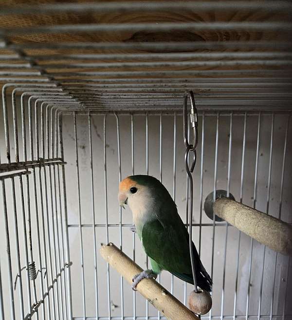 peach-faced-lovebird-for-sale