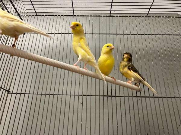 canary-for-sale