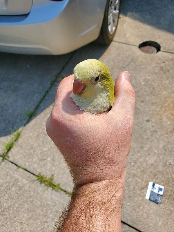 quaker-parrots-for-sale-in-euclid-oh