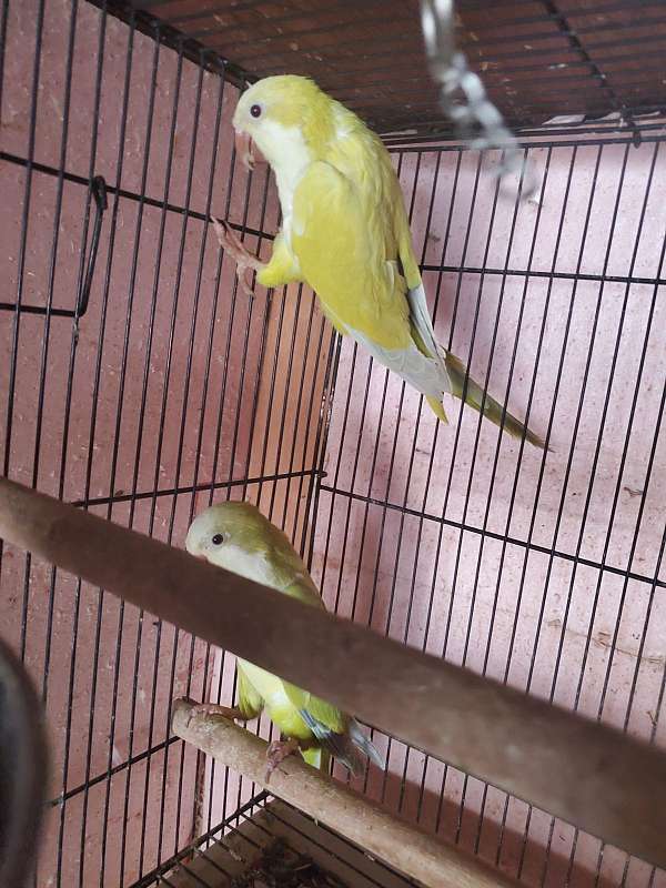 quaker-parrots-for-sale-in-euclid-oh