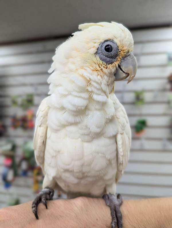 cockatoo-for-sale