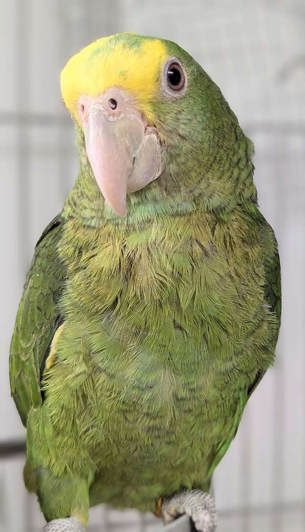 double-yellow-head-amazon-parrot-for-sale