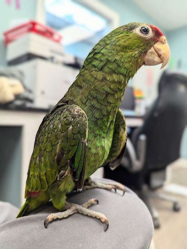 red-head-amazon-parrot-for-sale