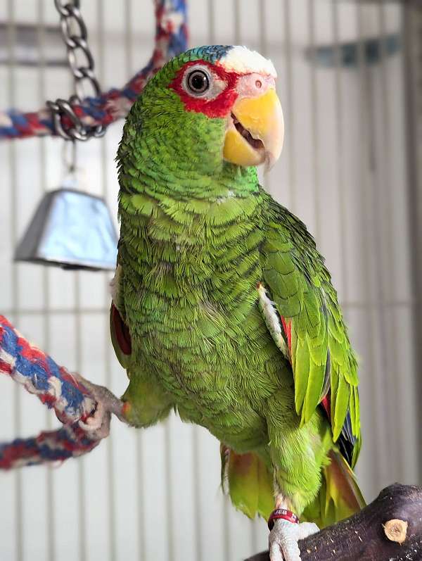 white-front-amazon-parrot-for-sale