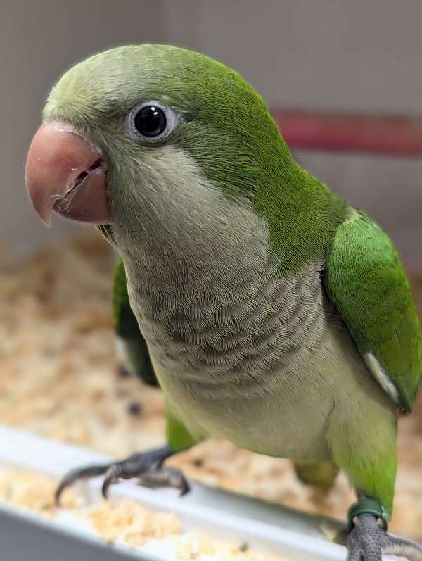 quaker-parrots-for-sale